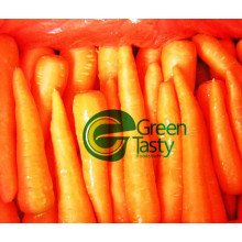 Zanahoria fresca con estándar ISO22000